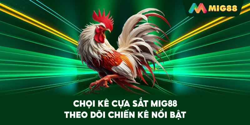 Chọi Kê Cựa Sắt MIG88 theo dõi chiến kê nổi bật
