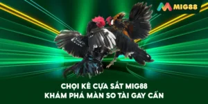 Chọi Kê Cựa Sắt MIG88 – Khám phá màn so tài gay cấn