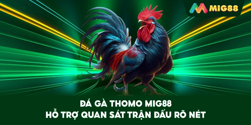 Đá Gà Thomo MIG88 hỗ trợ quan sát trận đấu rõ nét