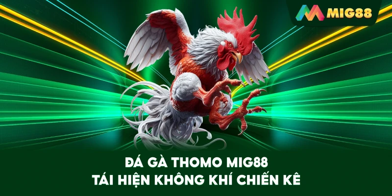 Đá Gà Thomo MIG88 tái hiện không khí chiến kê