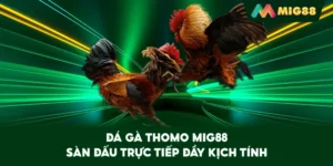 Đá Gà Thomo MIG88 – Sàn đấu trực tiếp đầy kịch tính