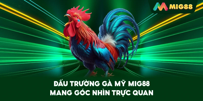 Đấu Trường Gà Mỹ MIG88 mang góc nhìn trực quan