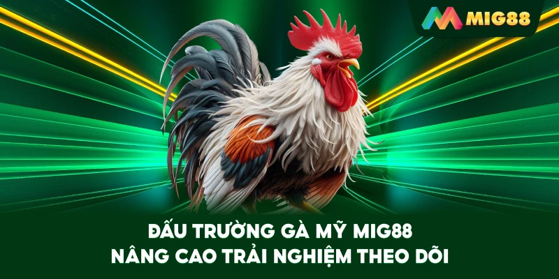 Đấu Trường Gà Mỹ MIG88 nâng cao trải nghiệm theo dõi