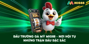 Đấu Trường Gà Mỹ MIG88 – Nơi hội tụ những trận đấu đặc sắc